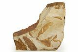 Fossil Seed Fern (Glossopteris) Plate - Australia #321023-1